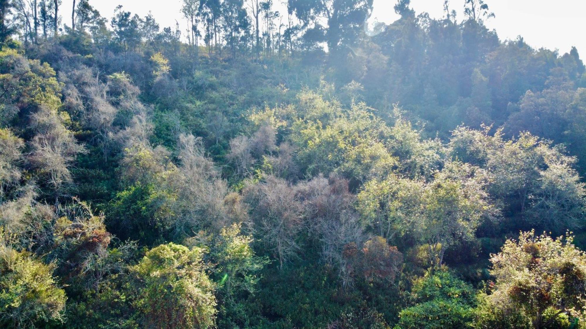 La Flora Kodaikanal Ngoại thất bức ảnh